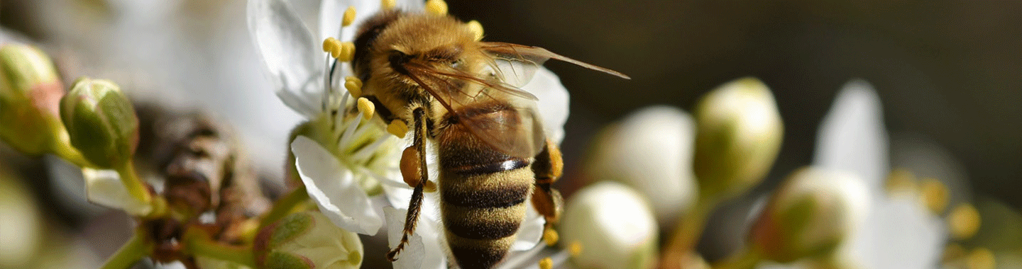 på naturens skuldre - bie